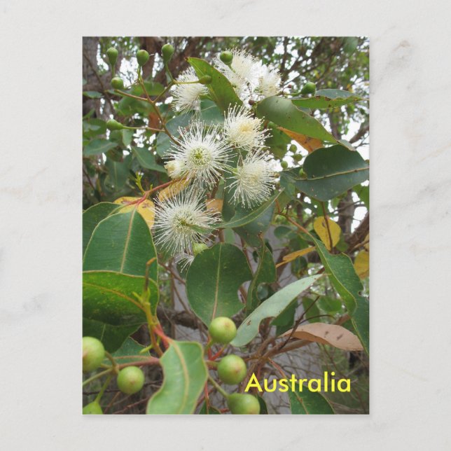 Australisk eukalyptus träd i blomma vykort (Framsida)