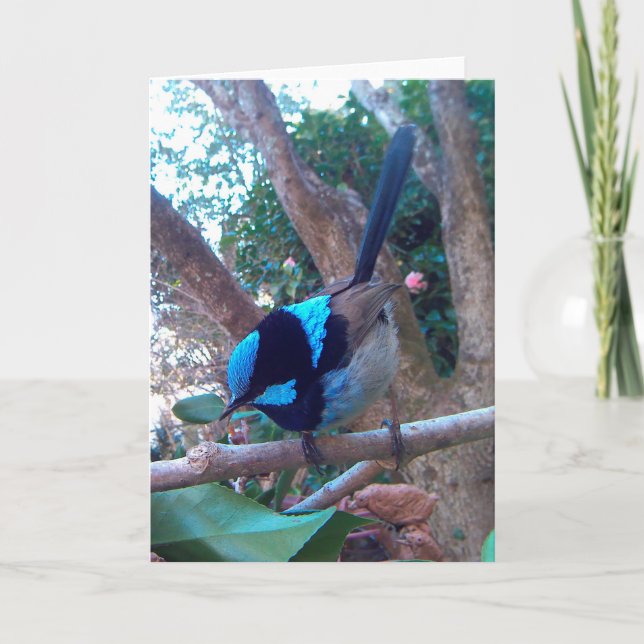 Australisk fågel, Superb Fairy Wren. Kort (Framsida)