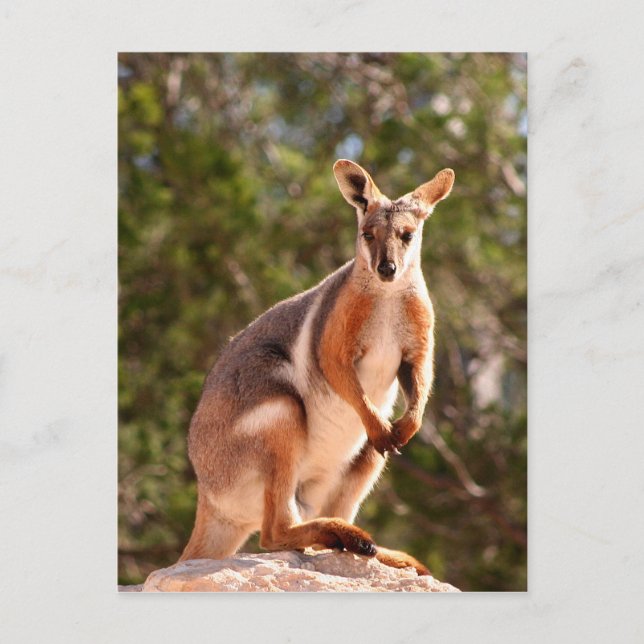 Australisk gult-foto-sten wallaby vykort (Framsida)