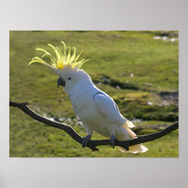 Australisk Gult Sulfur Crested Cockatoo Poster (Framsidan)