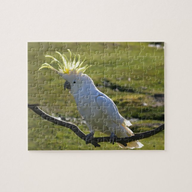 Australisk Gult Sulfur Crested Cockatoo Pussel (Horisontell)