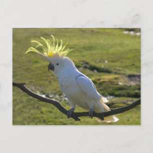 Australisk Gult Sulfur Crested Cockatoo Vykort
