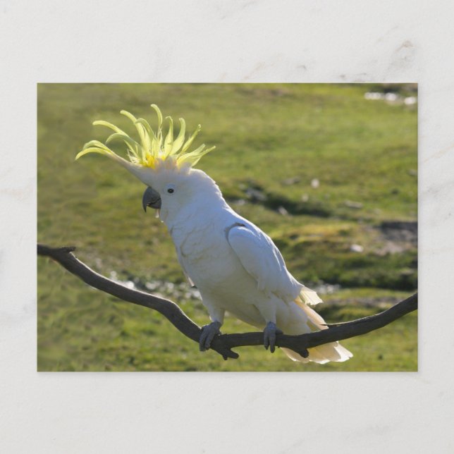 Australisk Gult Sulfur Crested Cockatoo Vykort (Framsida)