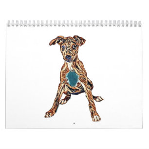 Australisk Hund (marionettblandare) sitta tittar i Kalender