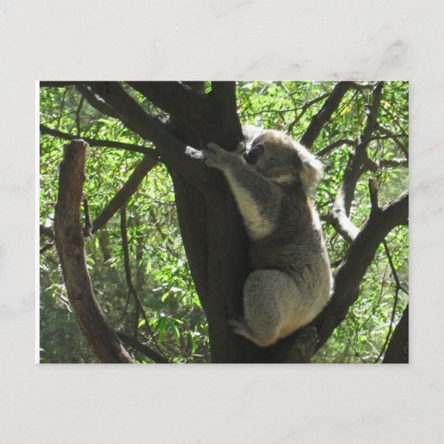 Australisk koala vykort (Framsida)