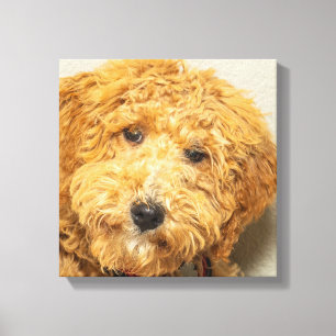 Australisk labradoodle canvastryck