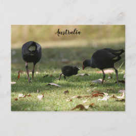 Australisk Lila Swamphen & Baby Chick Vykort