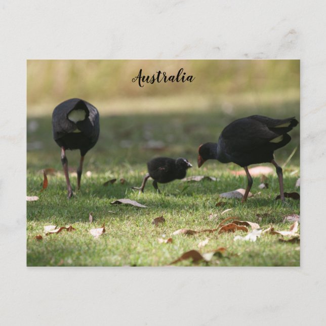 Australisk Lila Swamphen & Baby Chick Vykort (Framsida)