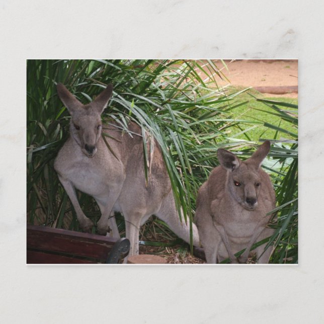 Australisk Östra Grått Kangaroo Vykort (Framsida)