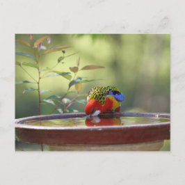 Australisk Östra Rosella Drinking Vykort