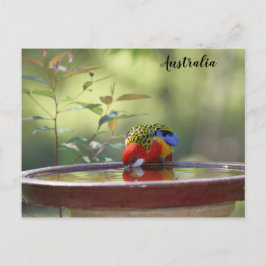 Australisk Östra Rosella Vykort