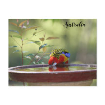Australisk Östra Rosella