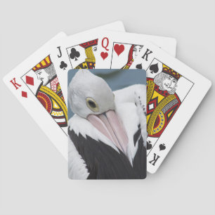 Australisk pelikan närbild casinokort