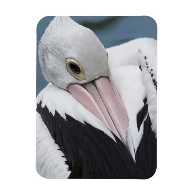 Australisk pelikan närbild magnet (Vertikal)