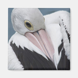 Australisk pelikan närbild magnet
