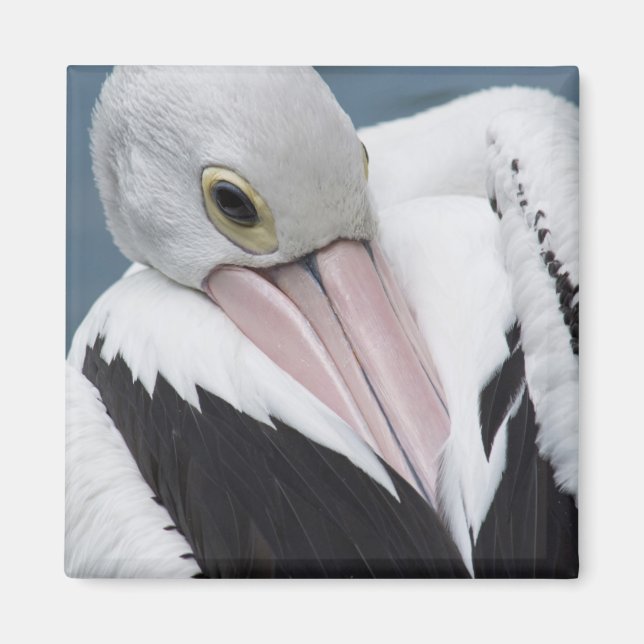 Australisk pelikan närbild magnet (Framsidan)