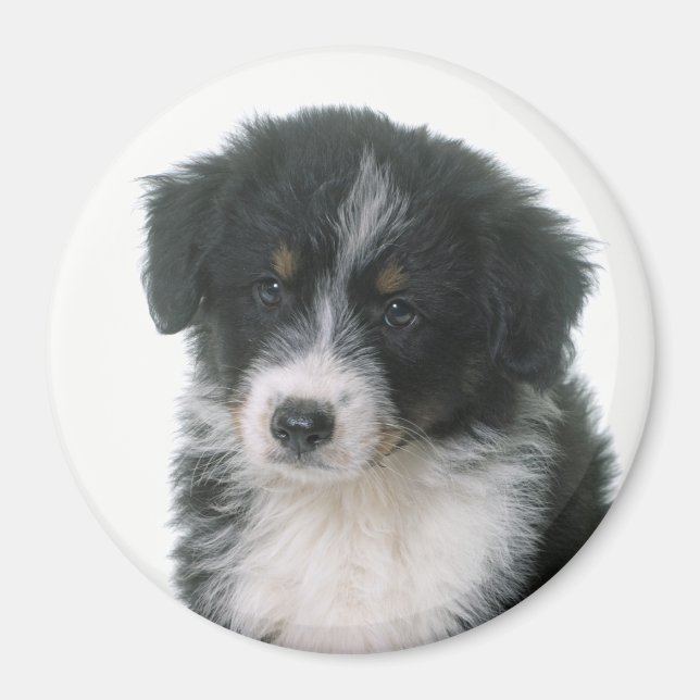 Australisk Shepherd Aussie Valp Hund Magnet (Framsidan)