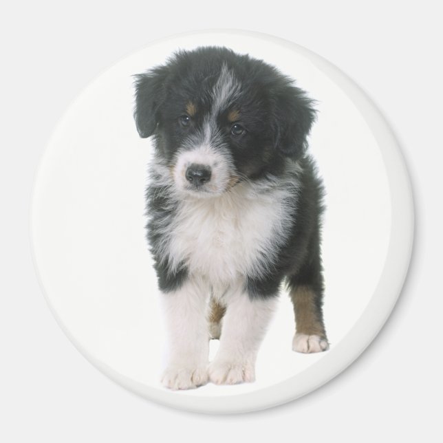 Australisk Shepherd Aussie Valp Hund Magnet (Framsidan)
