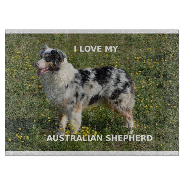 australisk shepherd blue merle kärlek med bild (Framsidan)