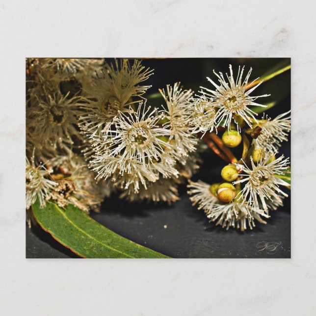 Australiska Eucalyptus Flower & Fruit Postcard Vykort (Framsida)