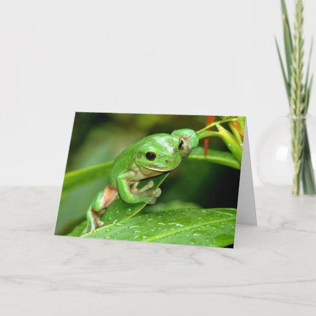 Australiska Grönt Träd Frog-fotohälsningskort Kort (Framsida)