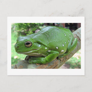 Australiska Grönten Träd Frog Vykort