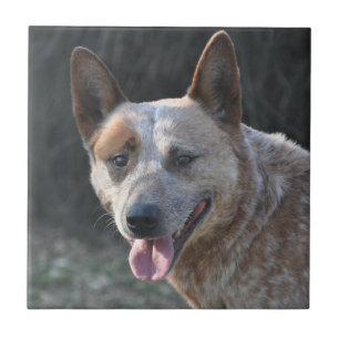 Australiska Hund i Cattle Kakelplatta