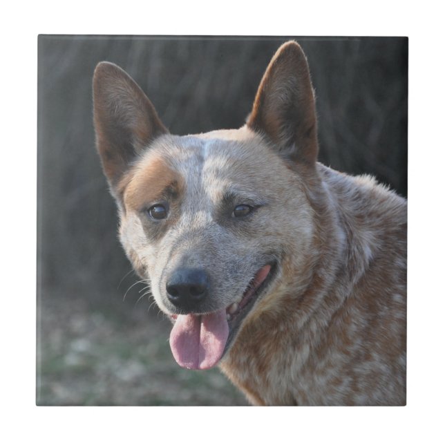Australiska Hund i Cattle Kakelplatta (Framsidan)