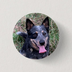 Australiska Hund i Cattle Knapp