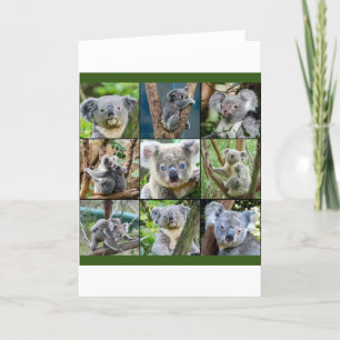 Australiska Koala i Eucalyptus Träd Helgkort