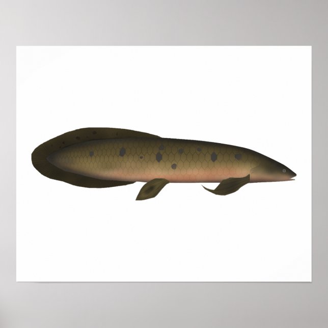 Australiska Lungfisk Poster (Framsidan)