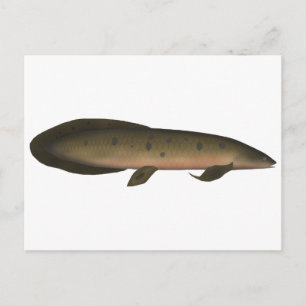Australiska Lungfisk Vykort