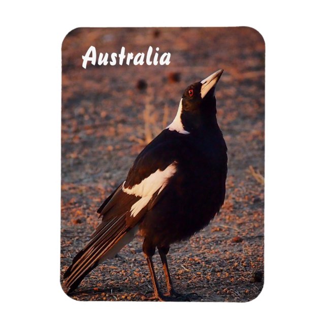 Australiska Magpie fotomagnet Magnet (Vertikal)
