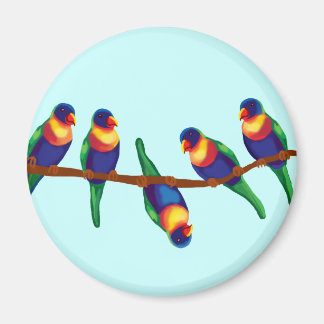 Australiska regnbågsloriketter magnet