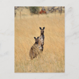 Australiskt Kangaroos-postkort Vykort
