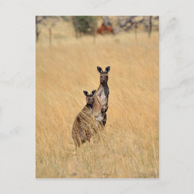 Australiskt Kangaroos-postkort Vykort (Framsida)