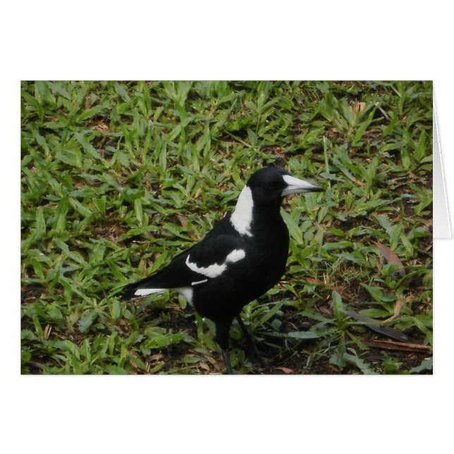 Australiskt Magpie Card Hälsningskort (Framsidan Horizontal)
