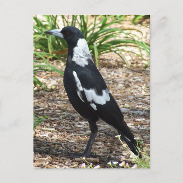 Australiskt Magpie Postcard Vykort (Framsida)