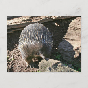 Australiskt vykort för Echidna