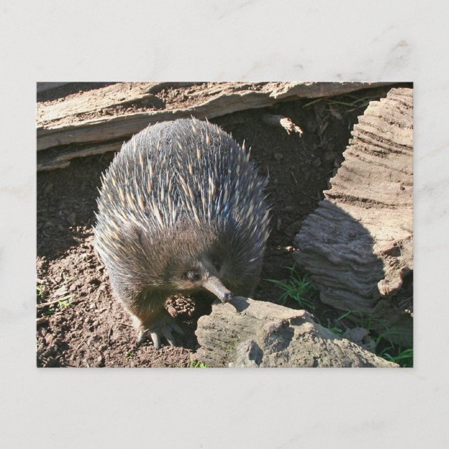 Australiskt vykort för Echidna (Framsida)