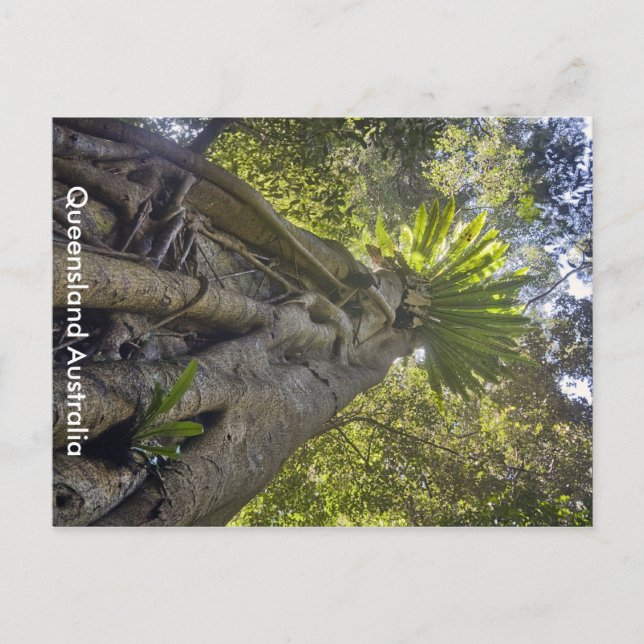 Australiskt vykort för skog (Framsida)