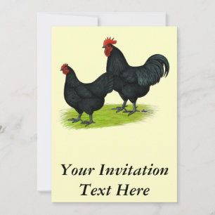 Australorp Black Chickens Inbjudningar