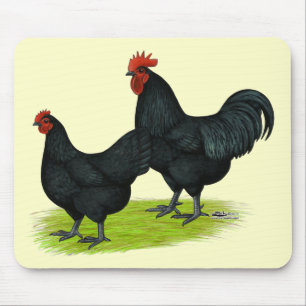 Australorp Black Chickens Musmatta