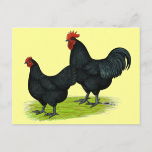 Australorp Black Chickens Vykort