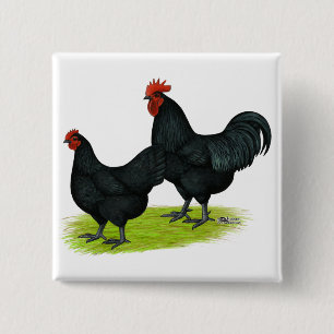 Australorp svarthönor knapp