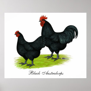 Australorp svarthönor poster