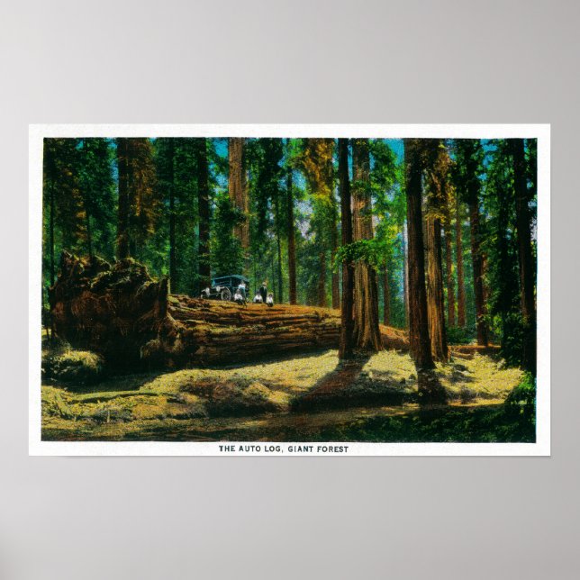 Auto Log in Giant Forest, Redwood Poster (Framsidan)