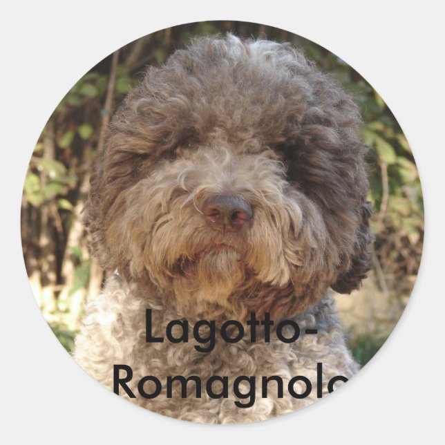 autocollant, Lagotto-Romagnolo Runt Klistermärke (Framsida)