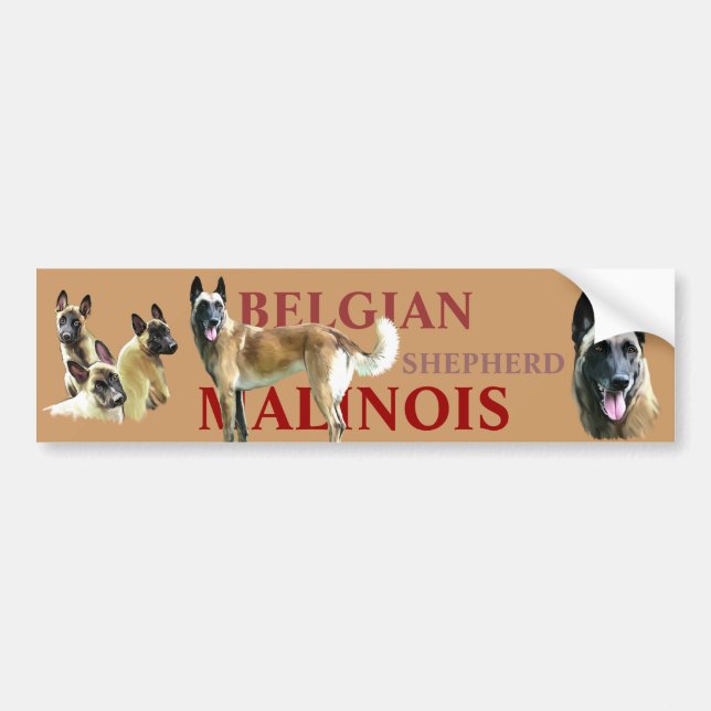 autocollant pour voiture belgian shepherd malinois bildekal (Framsidan)