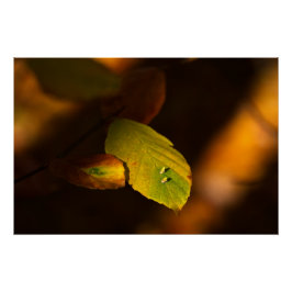 Automatisk scen med löv som blöder upp sol perfect poster